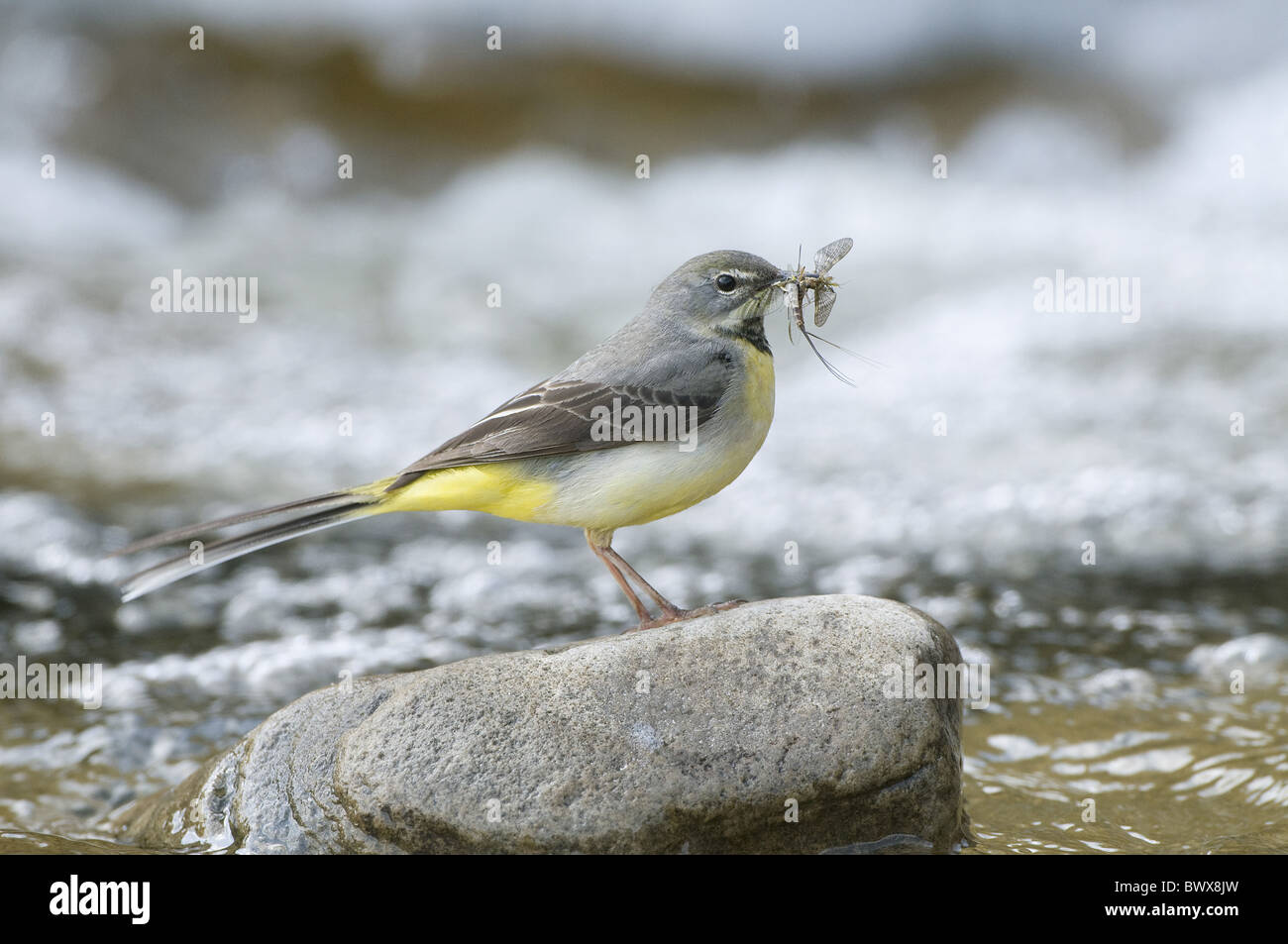 Gray-Motacilla flava thunbergi bergeronnette printanière Banque D'Images