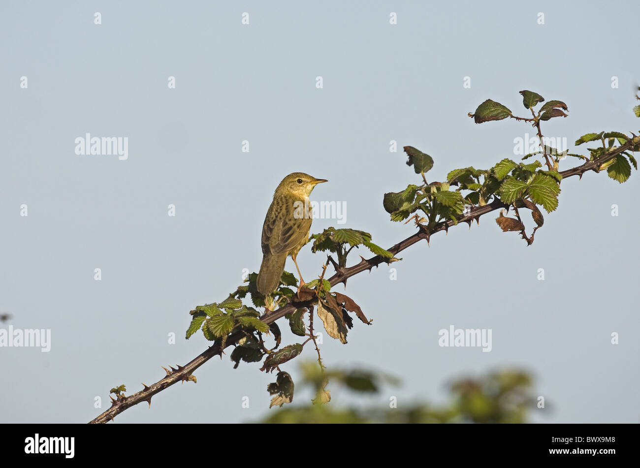 Locustella naevia Grasshopper Warbler () adulte, perché sur bramble, Norfolk, Angleterre, avril Banque D'Images