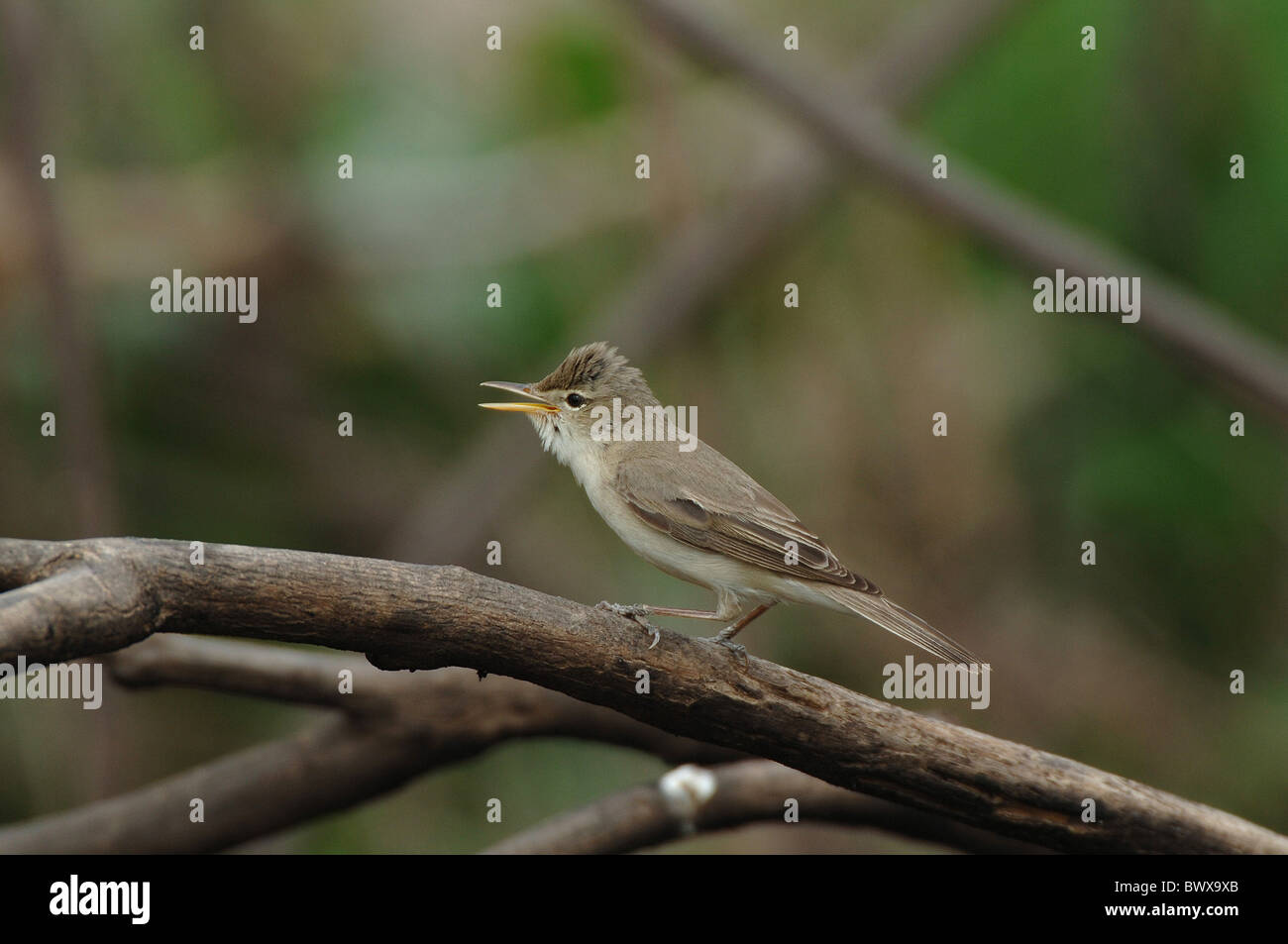 Olivaceous Warbler (Hippolais pallida) mâle adulte, chant, perché sur branche, Lesbos, Grèce, avril Banque D'Images