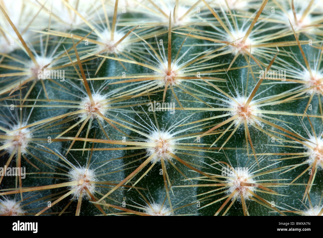 Libre d'un cactus Banque D'Images