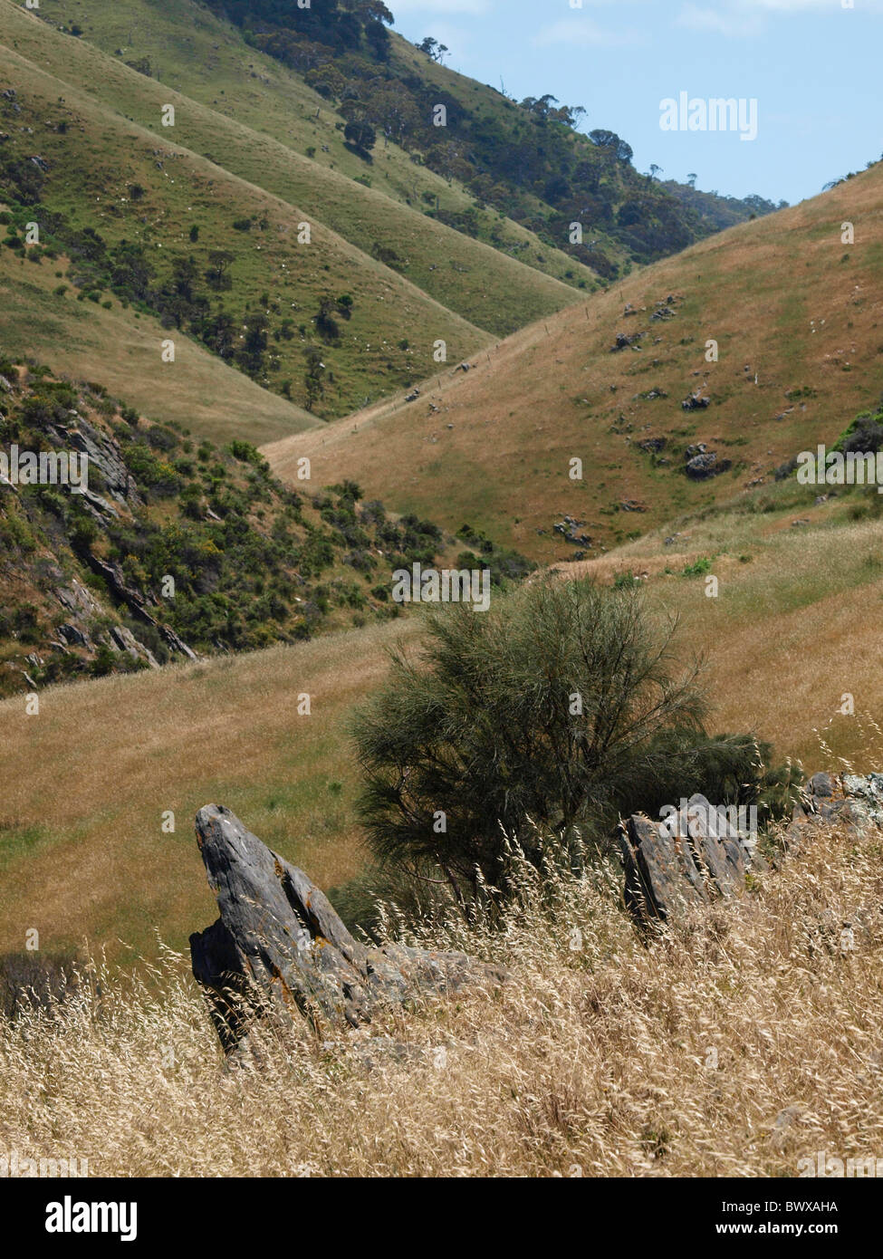KANGAROO , DEEP CREEK CONSERVATION PARK, péninsule de Fleurieu AUSTRALIE DU SUD Banque D'Images
