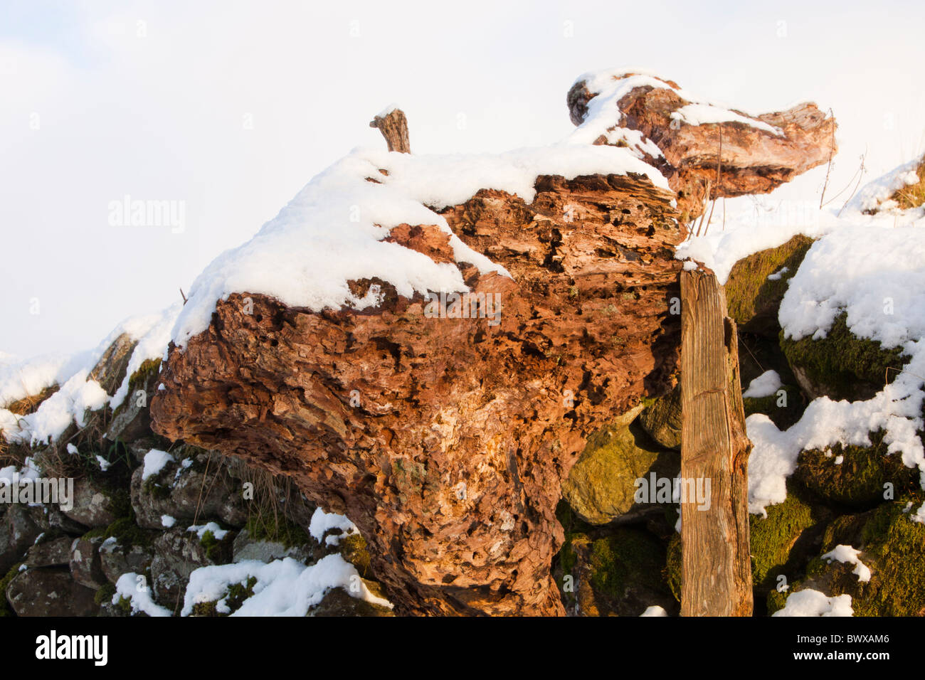 Trous dans un tronc d'arbre causée par les larves des scolytes du bois, Ambleside, Cumbria, Royaume-Uni. Banque D'Images