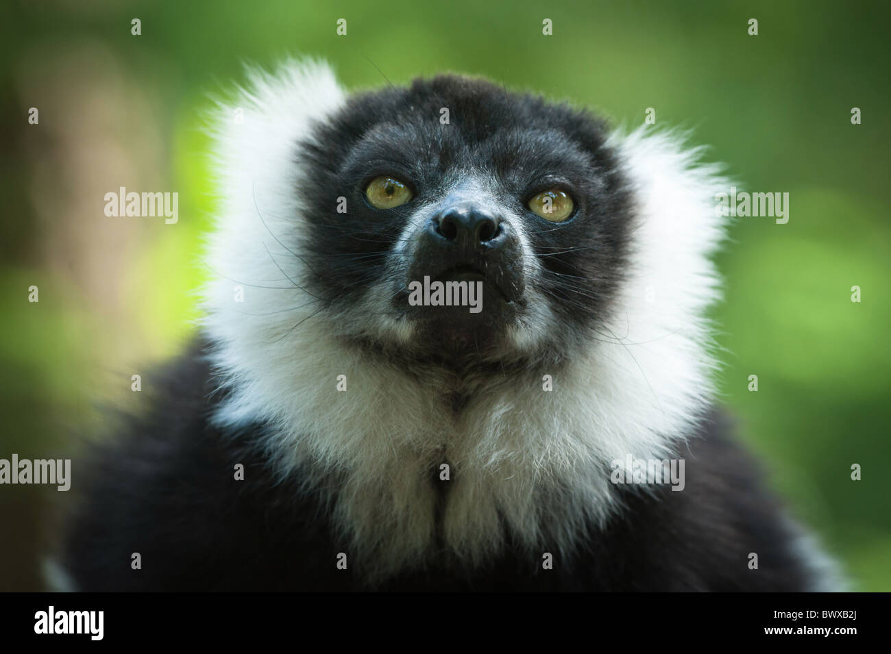 Close-up of a Black and White Gélinotte Lemur Banque D'Images