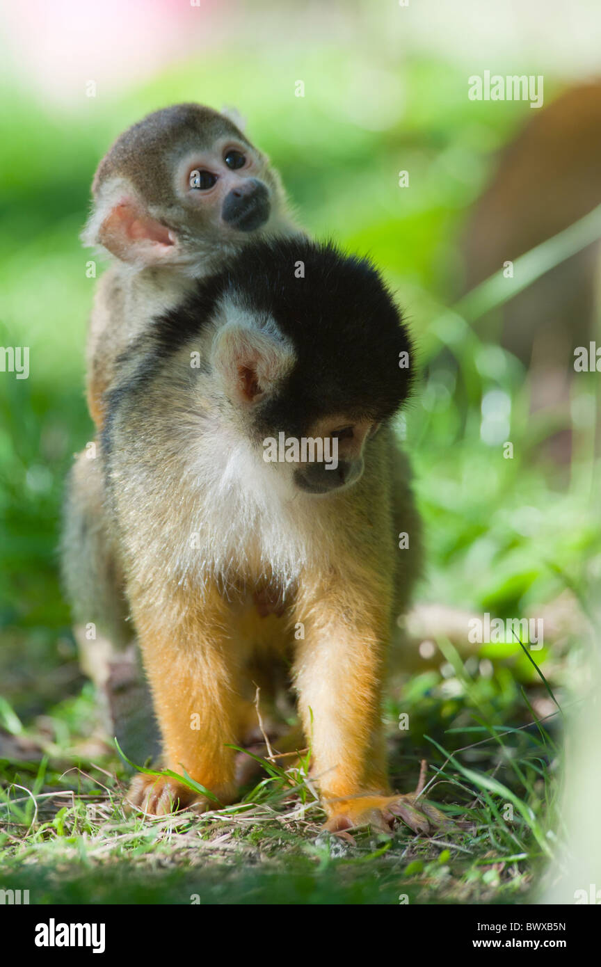 Cute singe écureuil (Saimiri avec bébé) sous-famille : saimiriinae Banque D'Images