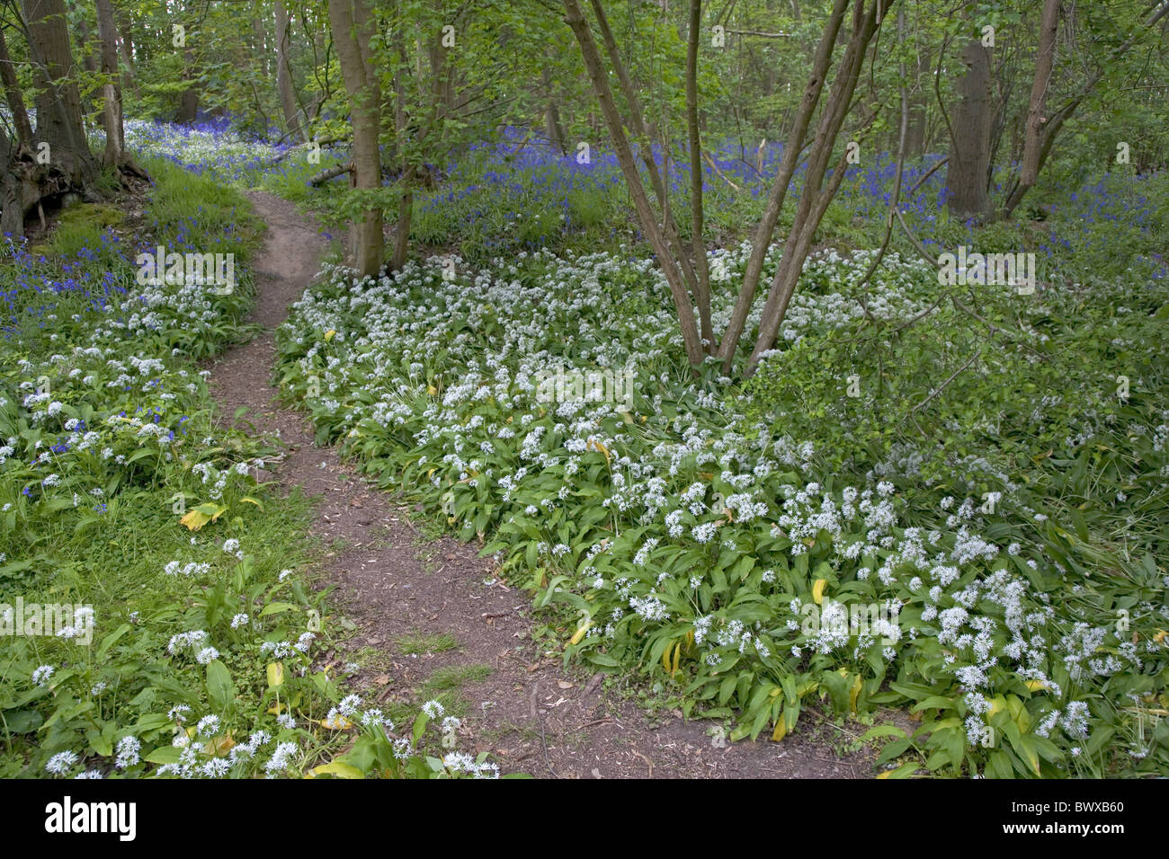 Ramsons (Allium ursinum) et Bluebell (Endymion non-scriptus) floraison, dans les forêts, la vallée de la Stour, Wrabness, Essex, Banque D'Images