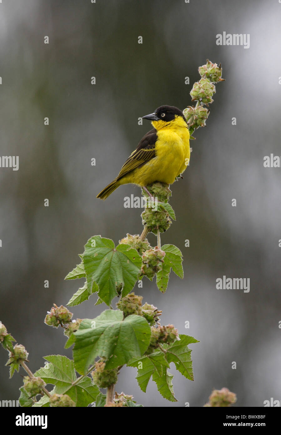 Baglafecht Weaver (Ploceus baglafecht) femelle adulte, perché sur la tige, le lac Naivasha, Kenya, octobre Banque D'Images