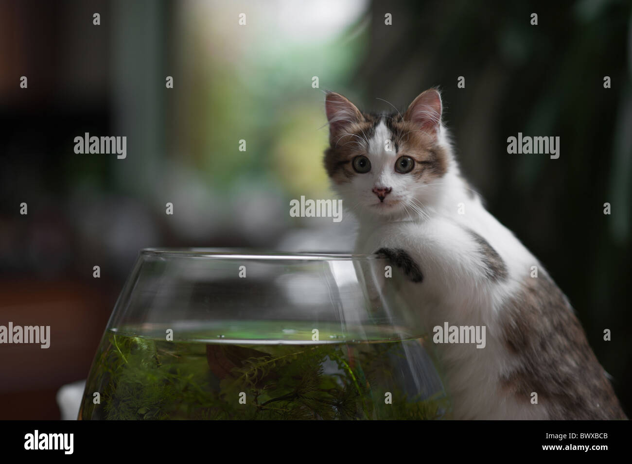 Mignon jeune chaton pris dans la loi de la pêche dans le bol Banque D'Images