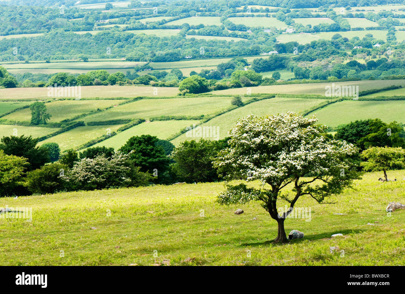 Arbre d'aubépine en fleurs, Dartmoor, Devon UK Banque D'Images