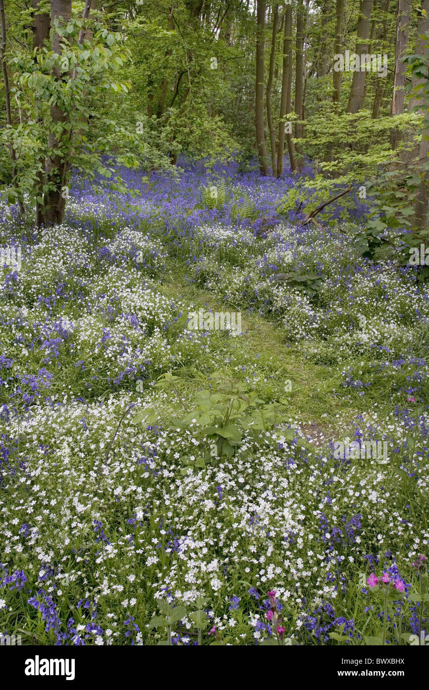 (Stellaria holostea stellaire à plus grande) et la floraison chez les feuillus, jacinthes des bois, de compensation, de la vallée de la Stour Wrabness, Essex, Banque D'Images