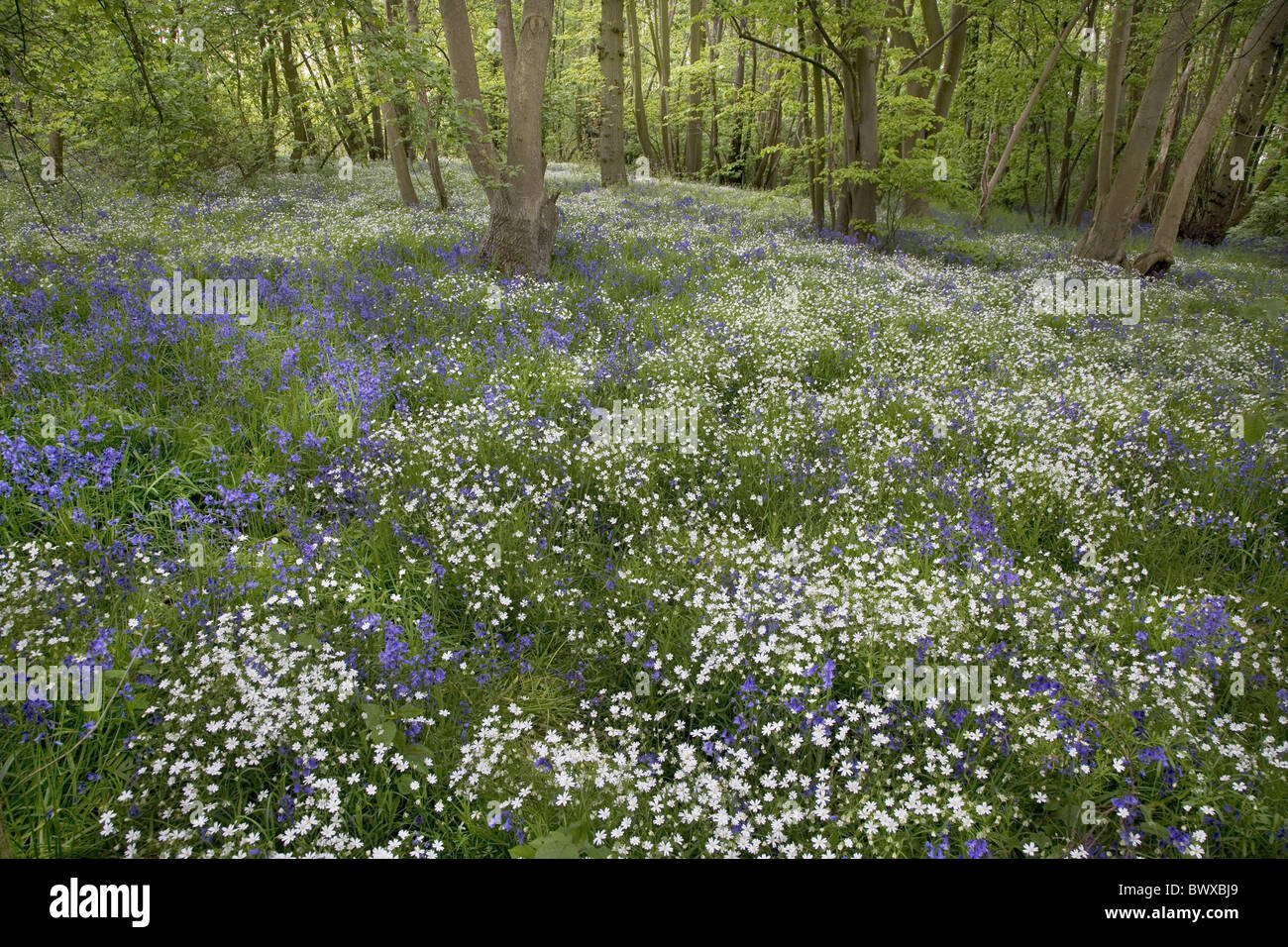 Une plus grande (Stellaria holostea stellaire) et en floraison, Bluebell caduques, Stour Valley, Wrabness, Essex, Angleterre, Banque D'Images