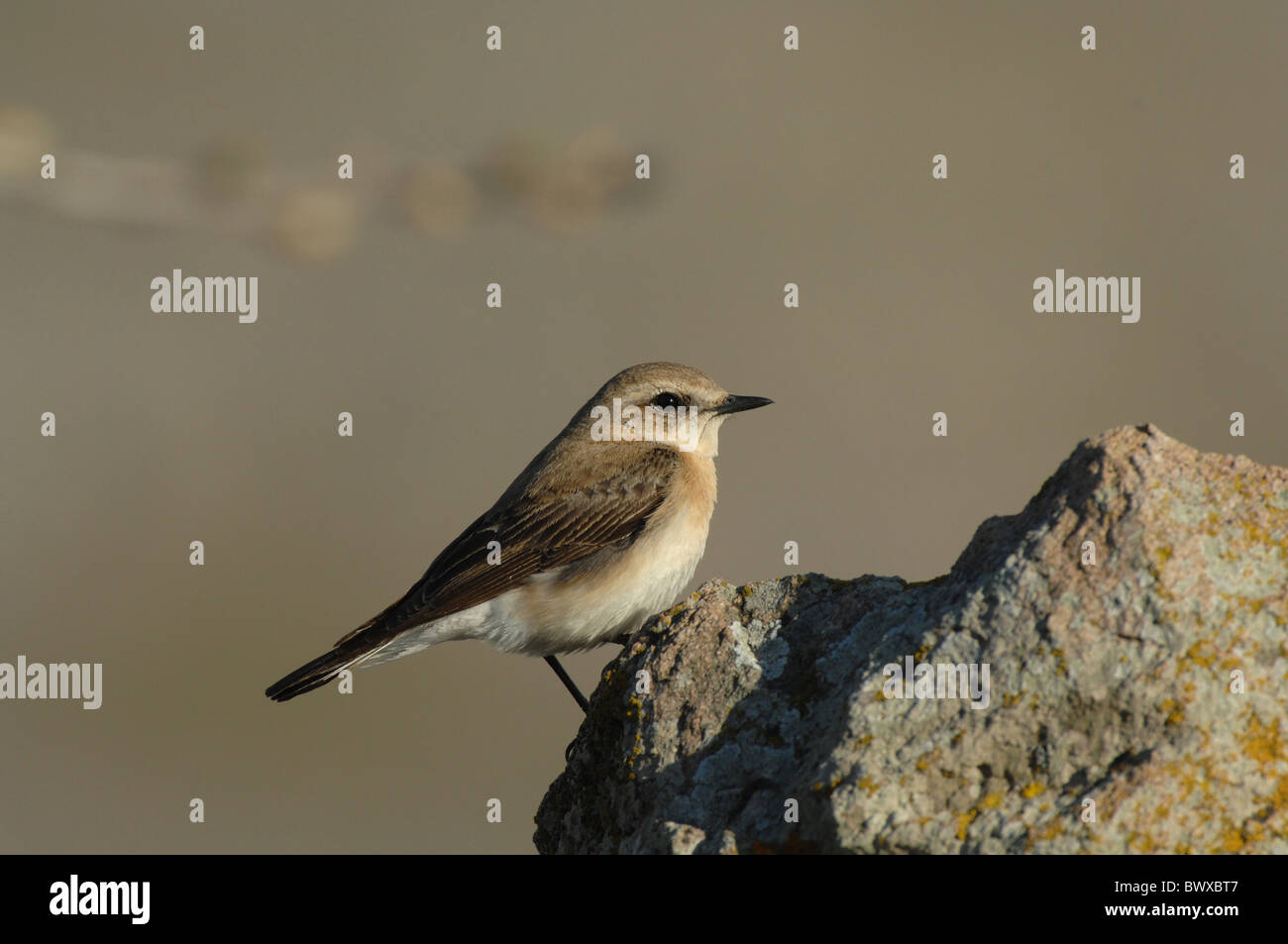 Traquet Oreillard (Oenanthe hispanica) femelle adulte, le plumage d'été, perché sur le roc, Lesbos, Grèce, avril Banque D'Images