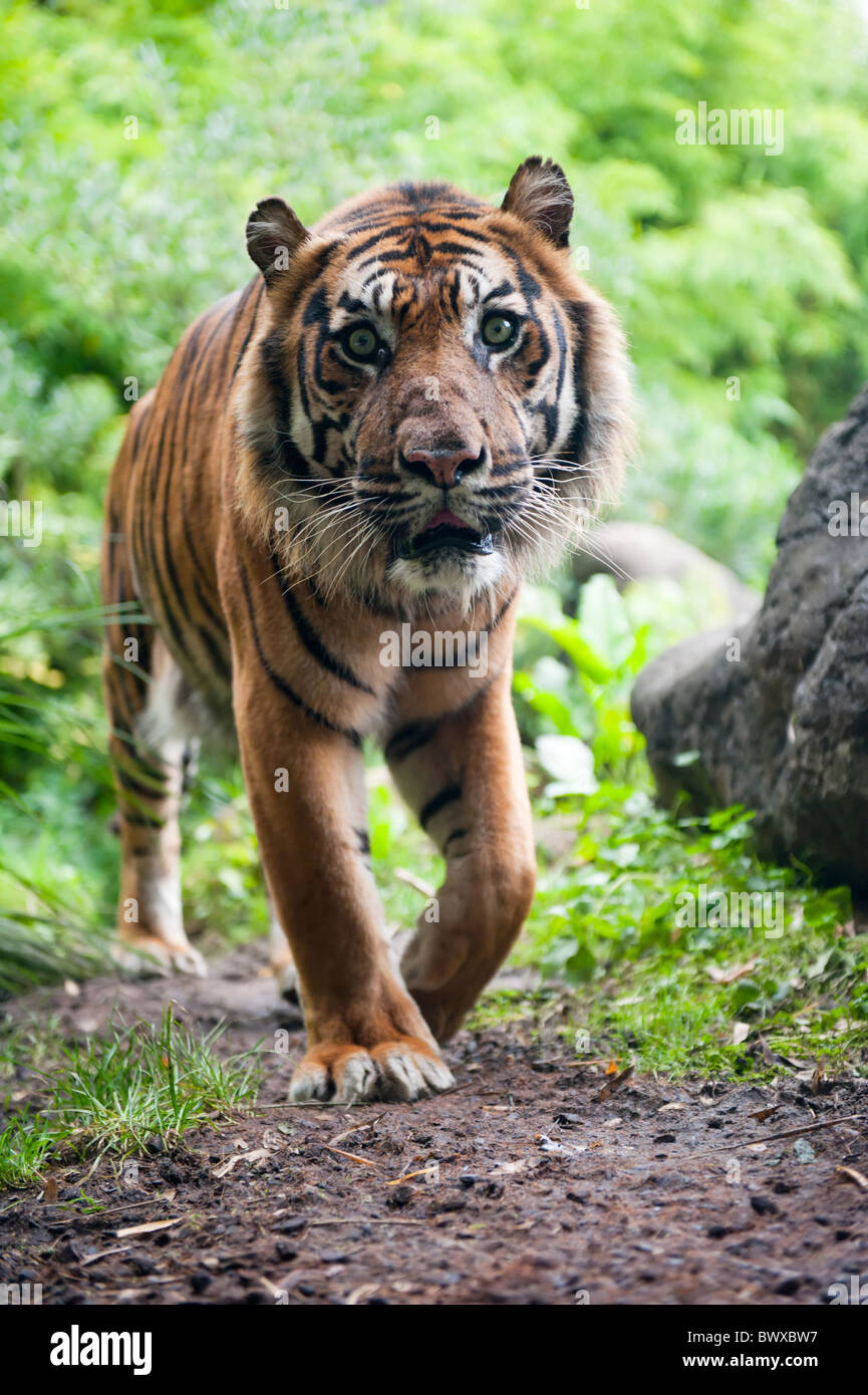 Tigre de Sumatra à l'appareil photo Banque D'Images