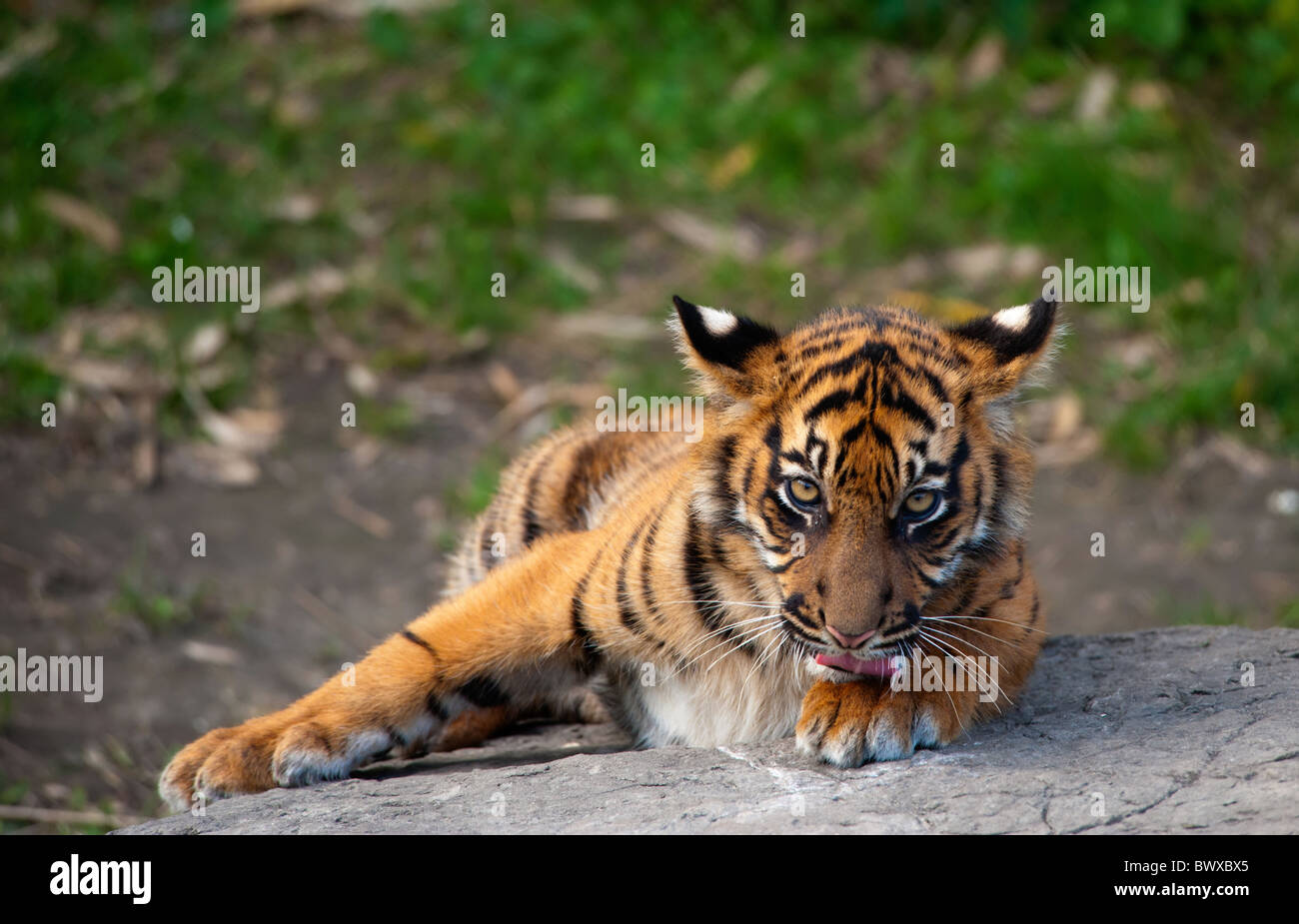 Tigre de Sumatra cub regardant la caméra Banque D'Images