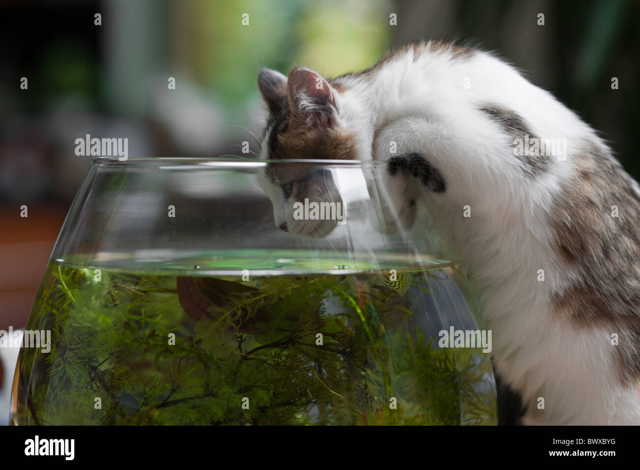 Jeune chaton mignon à la recherche dans le fish bowl Banque D'Images