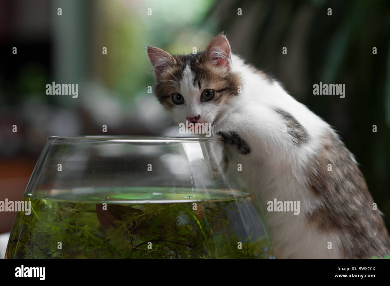 Mignon jeune chaton pris dans la loi de la pêche dans le bol Banque D'Images