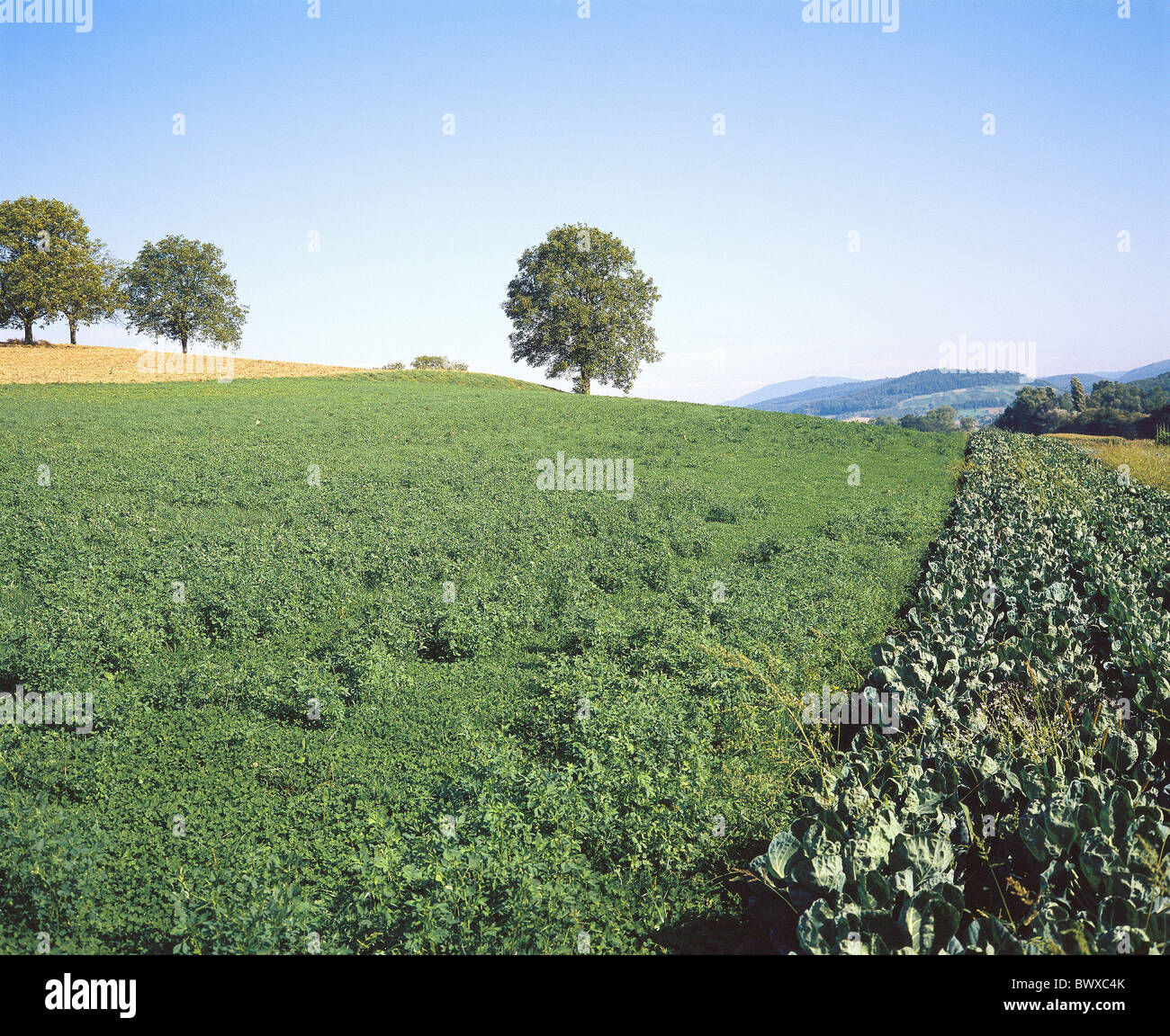 Pousser sur le terrain d'herbe de prairie trees sky ciel Allemagne Europe près de l'agriculture pierre marteau Banque D'Images