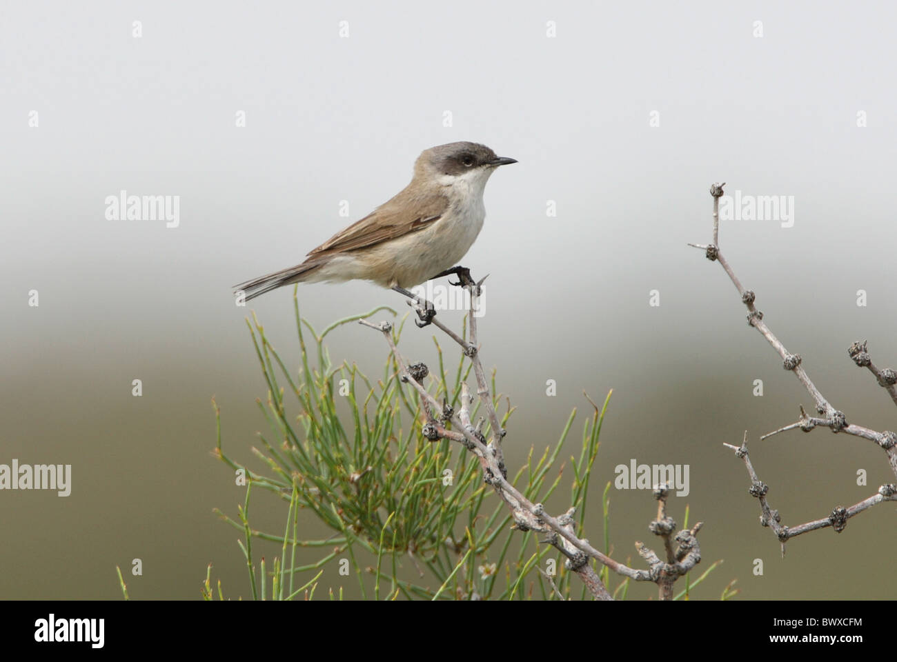 Fauvette grisette (Sylvia curruca moins halimodendri) adulte, perché sur des rameaux, Province d'Almaty, Kazakhstan, juin Banque D'Images