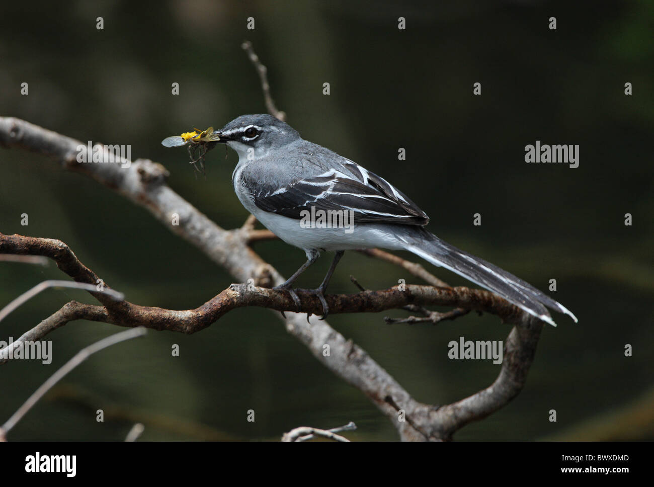 Bergeronnette printanière (Motacilla clara montagne torrentium), adultes transportant de la nourriture au bec, perché sur des rameaux, N.P., Tsavo Ouest Kenya, novembre Banque D'Images