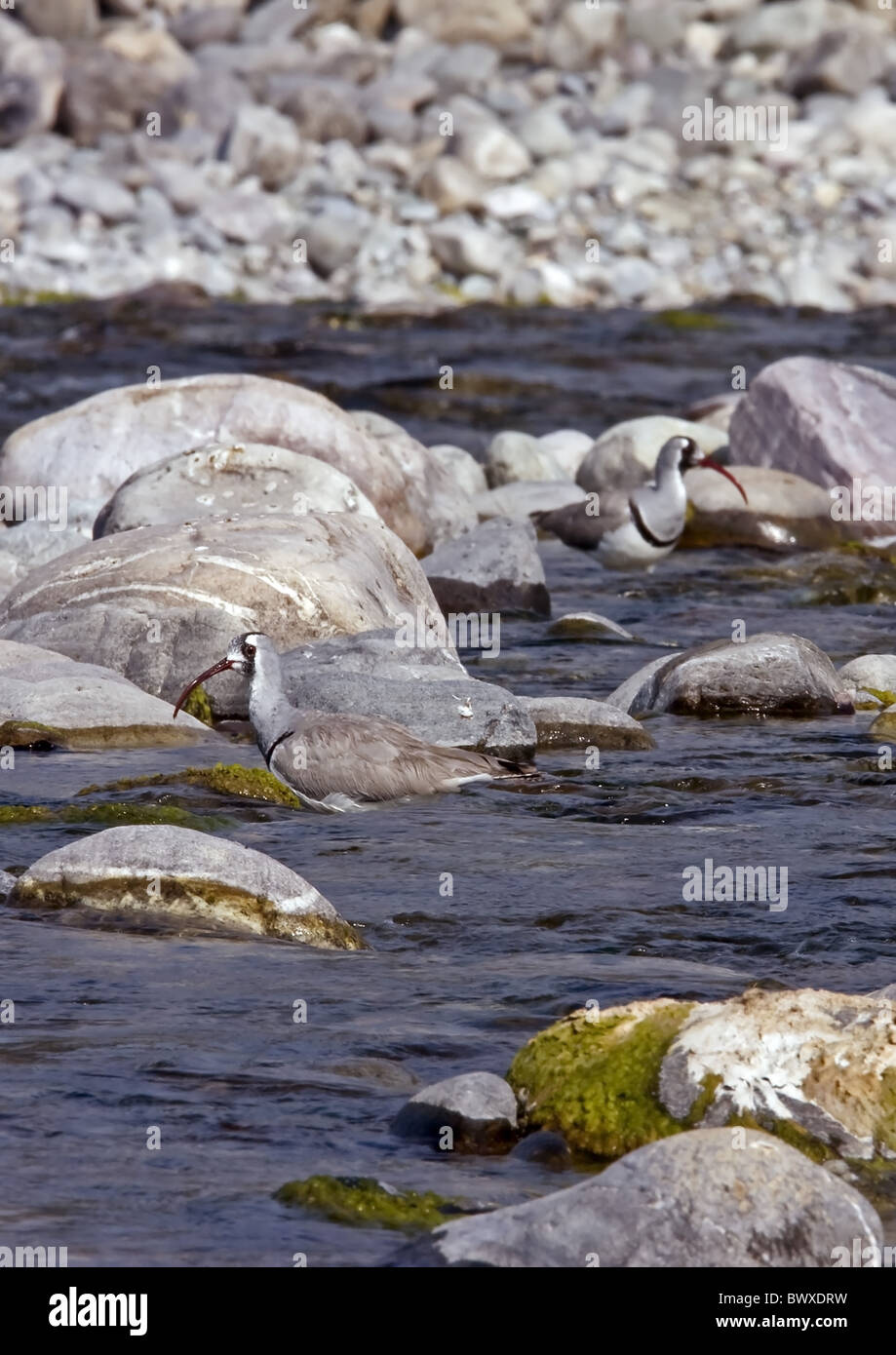 (Ibisbill Ibidorhyncha struthersii) deux adultes, de patauger dans l'Uttaranchal, ruisseau rocheux, l'Inde, janvier Banque D'Images
