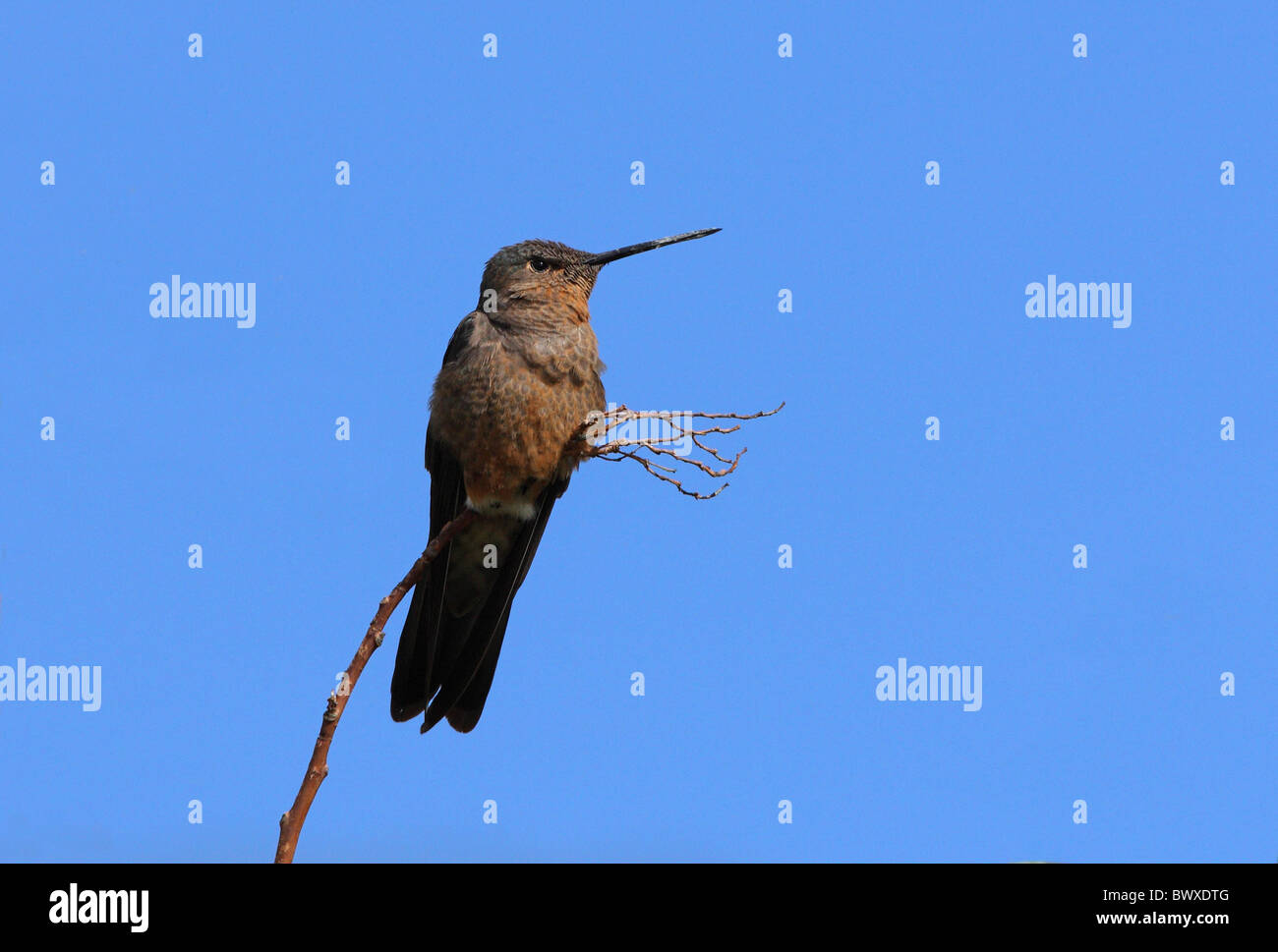 Colibri géant Patagona gigas () adulte, perché sur des rameaux, Jujuy, Argentine, janvier Banque D'Images