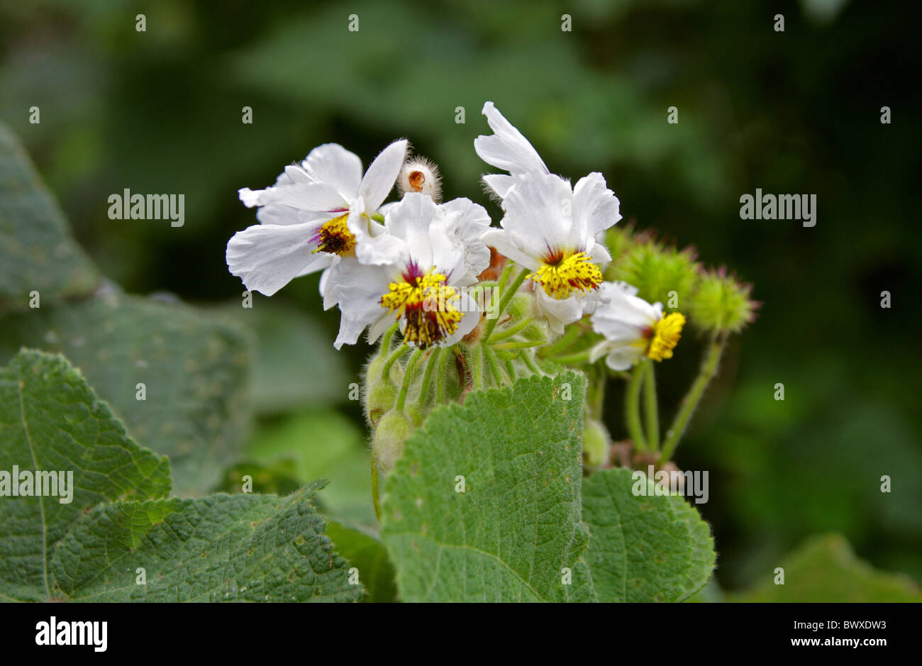 Stock-Rose du cap, de chanvre ou de l'Afrique African Linden, Sparrmannia africana, Tiliaceae. (Malvaceae). Tsitsikamma, Afrique du Sud. Banque D'Images