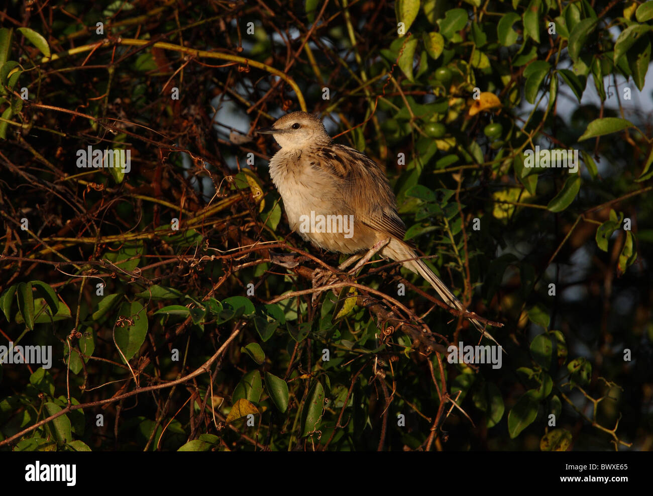 Grassbird strié (Megalurus palustris forbesi) des profils, exposer au soleil, perché en bush avec des plumes fluffed, Sabah, Bornéo, Malaisie, janvier Banque D'Images