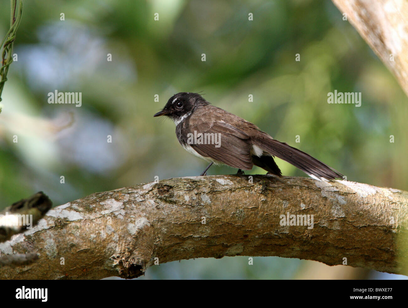 Pied Fantail (Rhipidura javanica longicauda) adulte, perché sur une branche, Sabah, Bornéo, Malaisie, janvier Banque D'Images