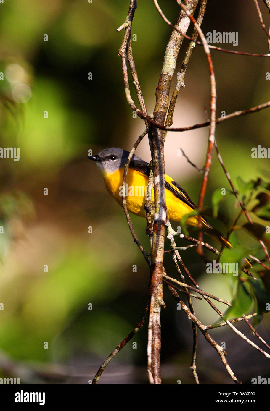 Minivet Rouge à menton gris (Pericrocotus solaris cinereigula) femelle adulte, perché sur des rameaux, Kinabalu N.P., Sabah, Bornéo, Malaisie, janvier Banque D'Images