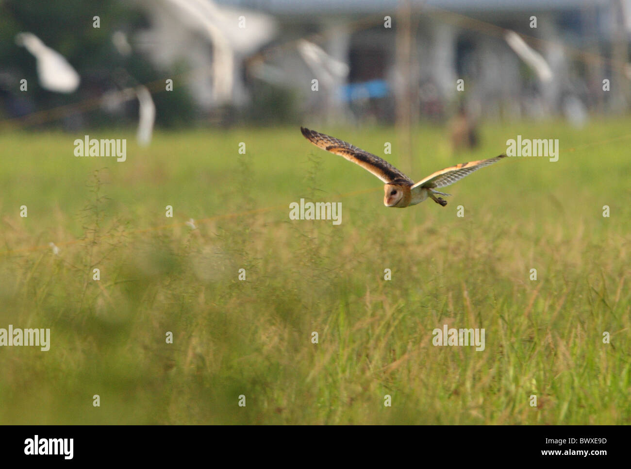 L'Est de l'échelon des clochers (Tyto longimembris amauronata), adultes en vol, chasse plus paddyfield Sabah, Bornéo, Malaisie, janvier, Banque D'Images