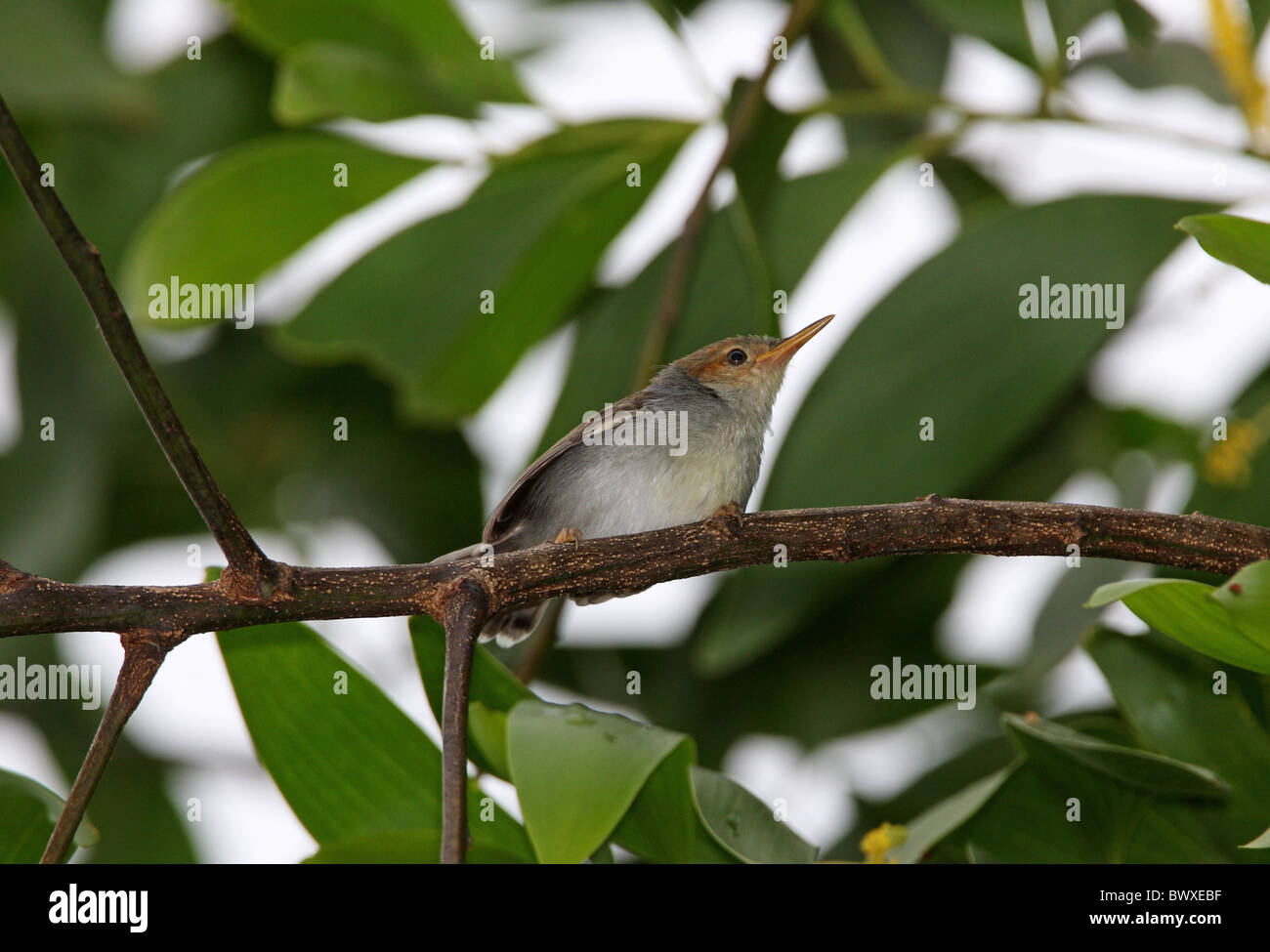 Cendré Tailorbird Orthotomus ruficeps (borneoensis) femelle adulte, perché sur une branche dans la canopée, Sabah, Bornéo, Malaisie, janvier Banque D'Images