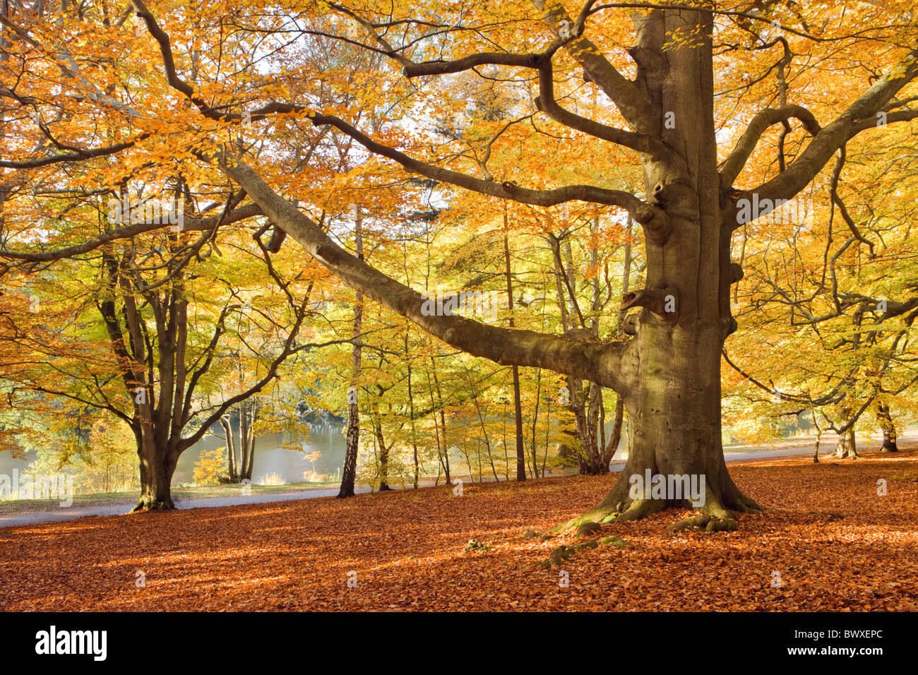 Bois de hêtre en automne, Virginia Water, Surrey, UK Banque D'Images