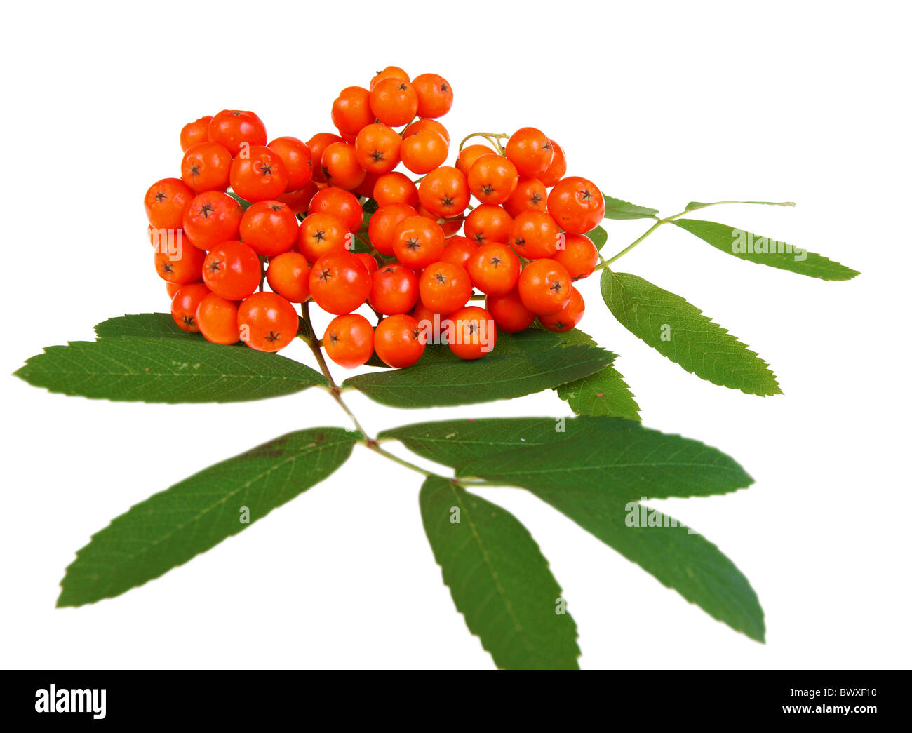 Bunch of red rowan,isolé sur fond blanc Banque D'Images