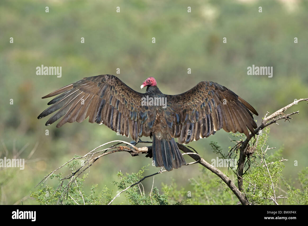 Urubu Cathartes aura Arizona Banque D'Images