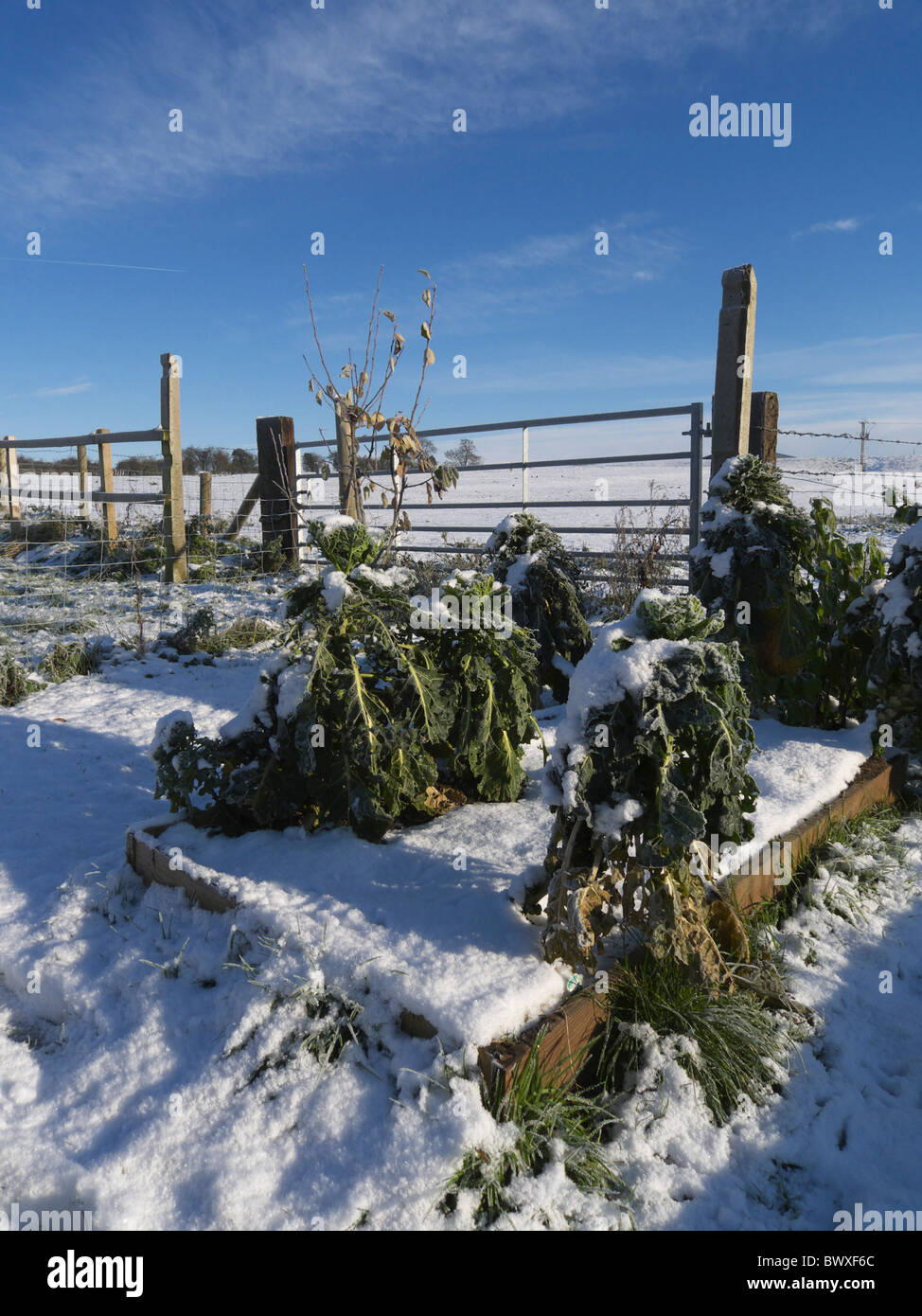 Un lit de légumes couverts de neige. Lincolnshire, Angleterre. Banque D'Images