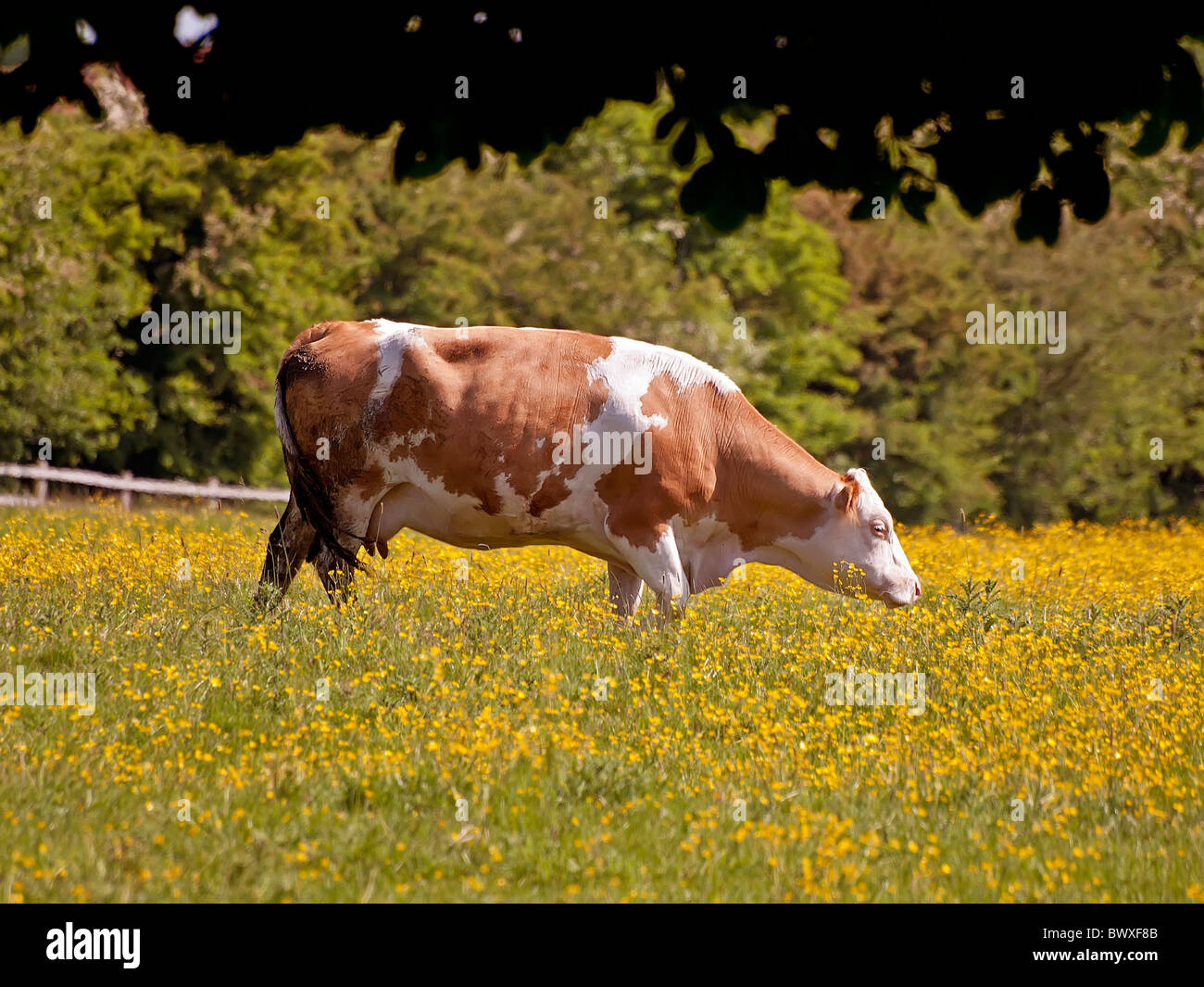 La vache de race Frisonne le pâturage dans le domaine de la renoncule des prés. Banque D'Images