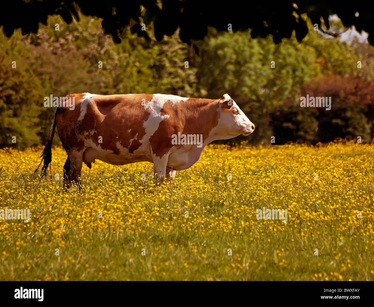 La vache de race Frisonne dans domaine de la renoncule Banque D'Images
