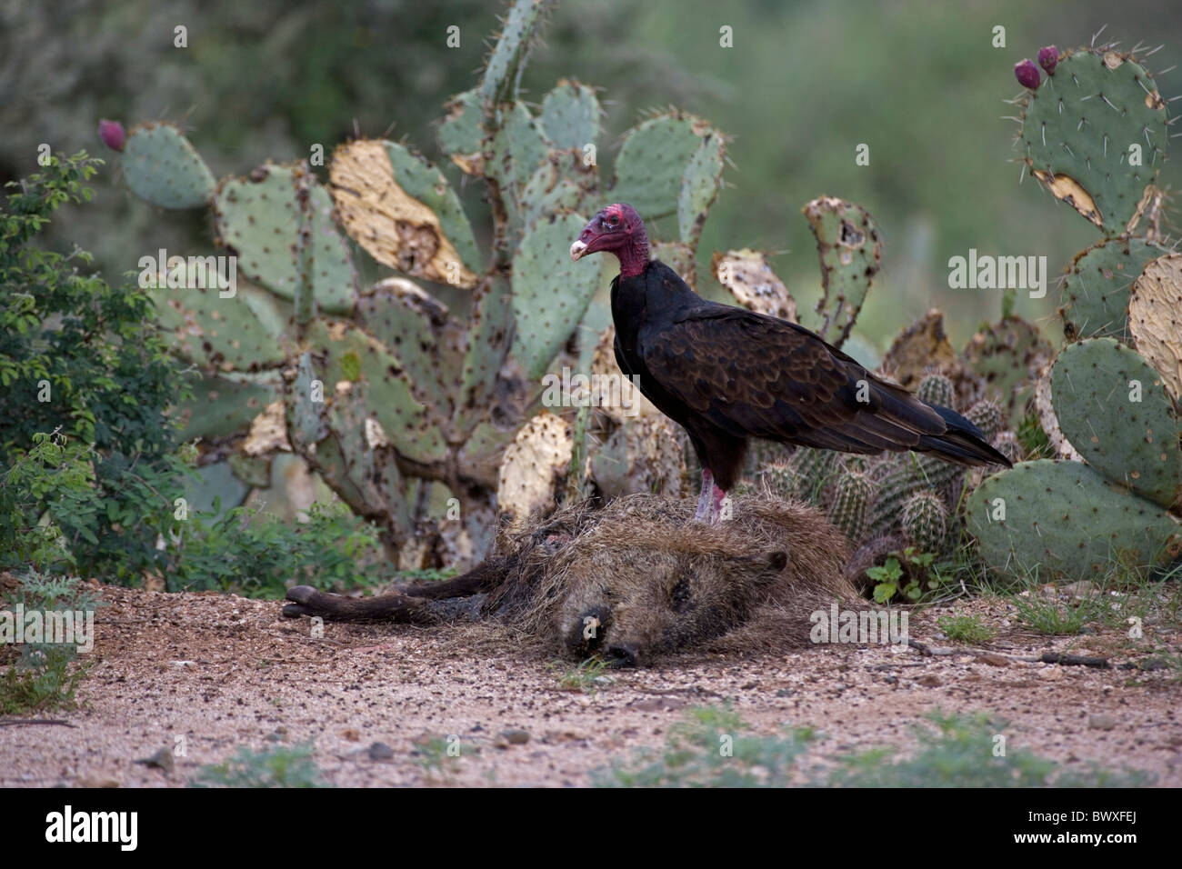Urubu à tête rouge (Cathartes aura) sur la carcasse (Tayassu tajacu Javelina) - Arizona - USA Banque D'Images
