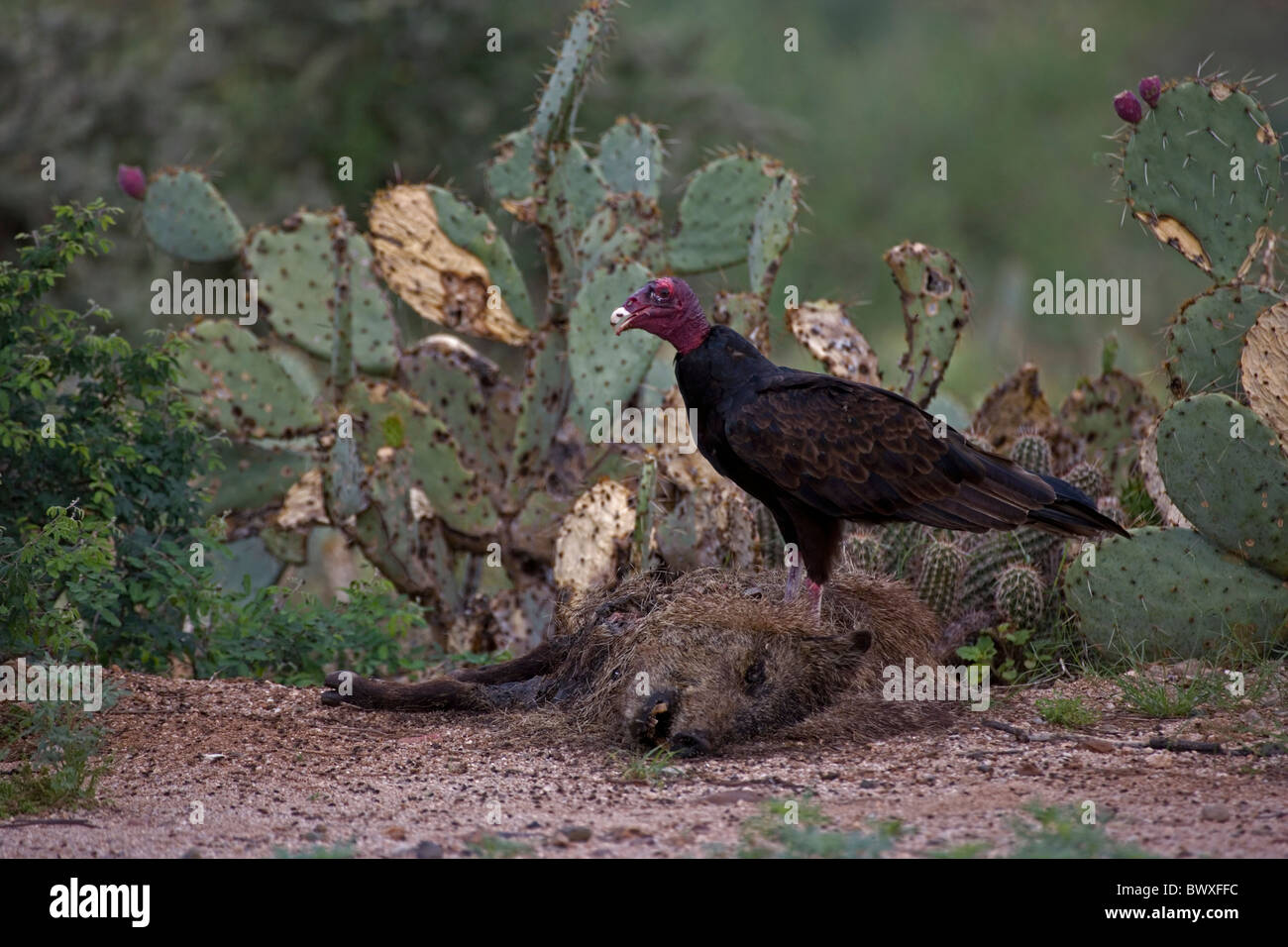 Urubu à tête rouge (Cathartes aura) sur la carcasse (Tayassu tajacu Javelina) - Arizona - USA Banque D'Images