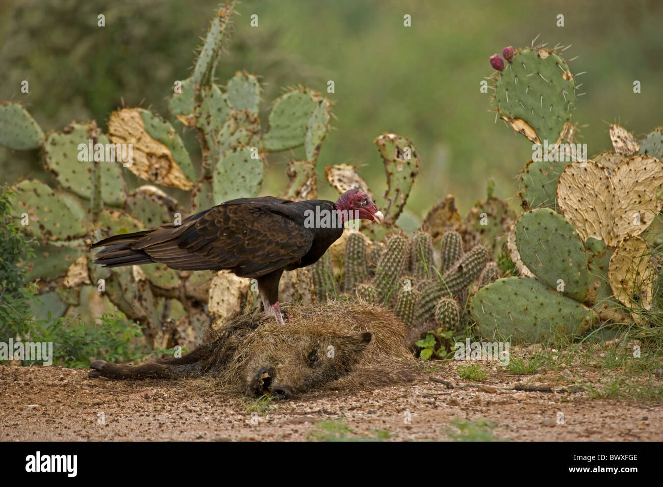 Urubu à tête rouge (Cathartes aura) sur la carcasse (Tayassu tajacu Javelina) - Arizona - USA Banque D'Images