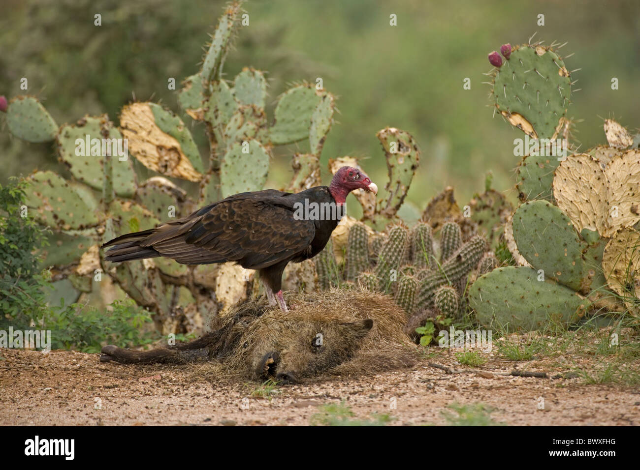 Urubu à tête rouge (Cathartes aura) sur la carcasse (Tayassu tajacu Javelina) - Arizona - USA Banque D'Images