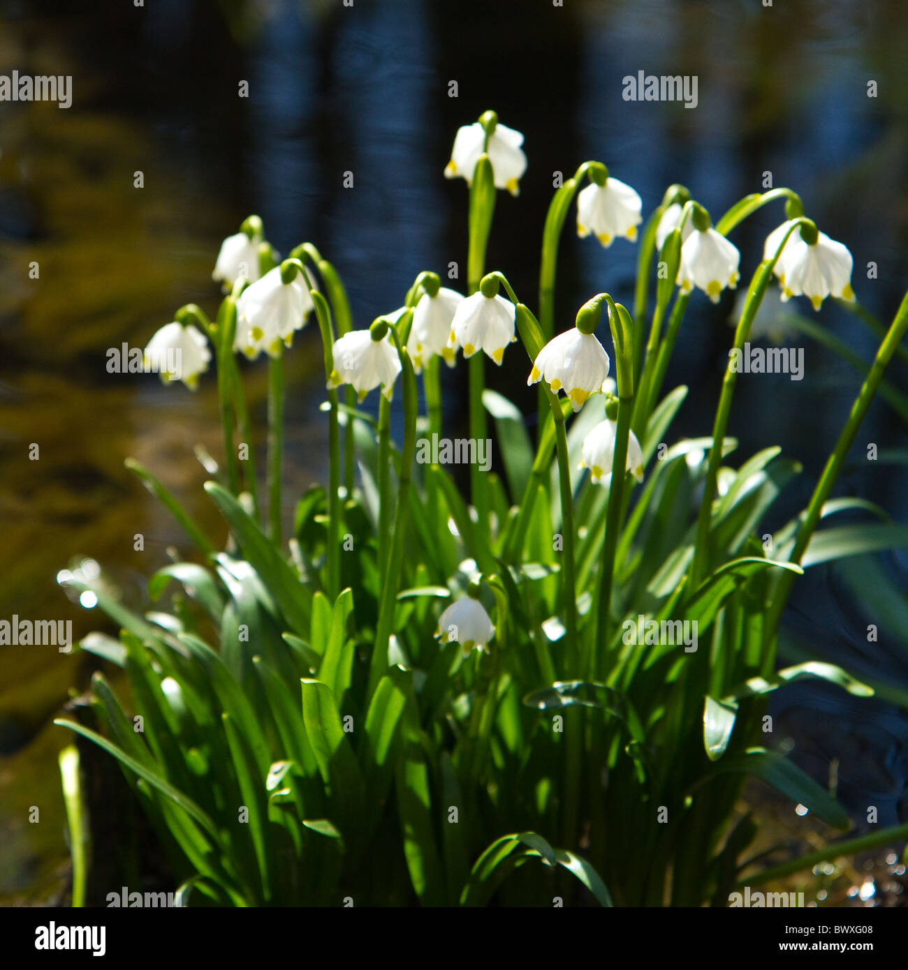 Forêt de flocon dans le printemps Banque D'Images