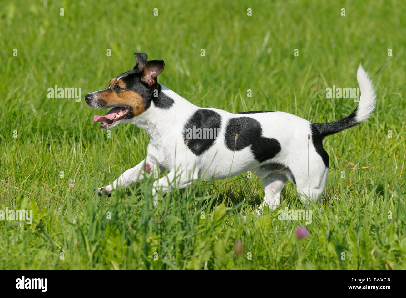 Jack Russel chien qui court dans un pré Photo Stock - Alamy