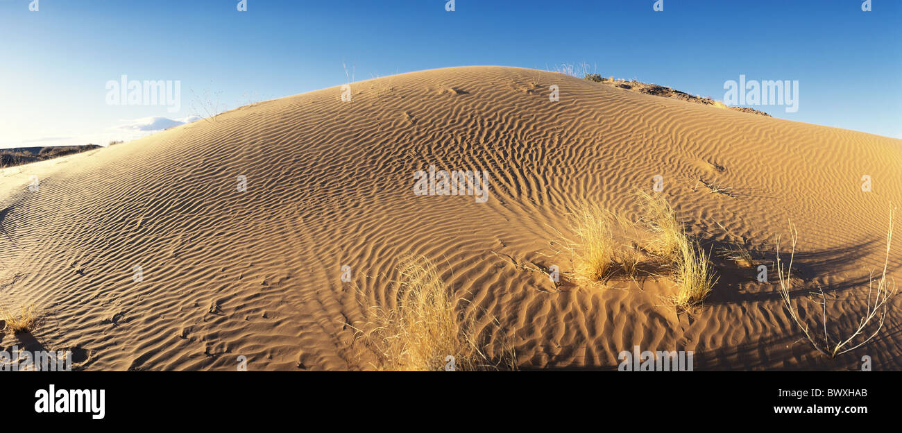 Arizona paysage de dunes de sable herbe bundle USA Amérique du Nord désert Banque D'Images
