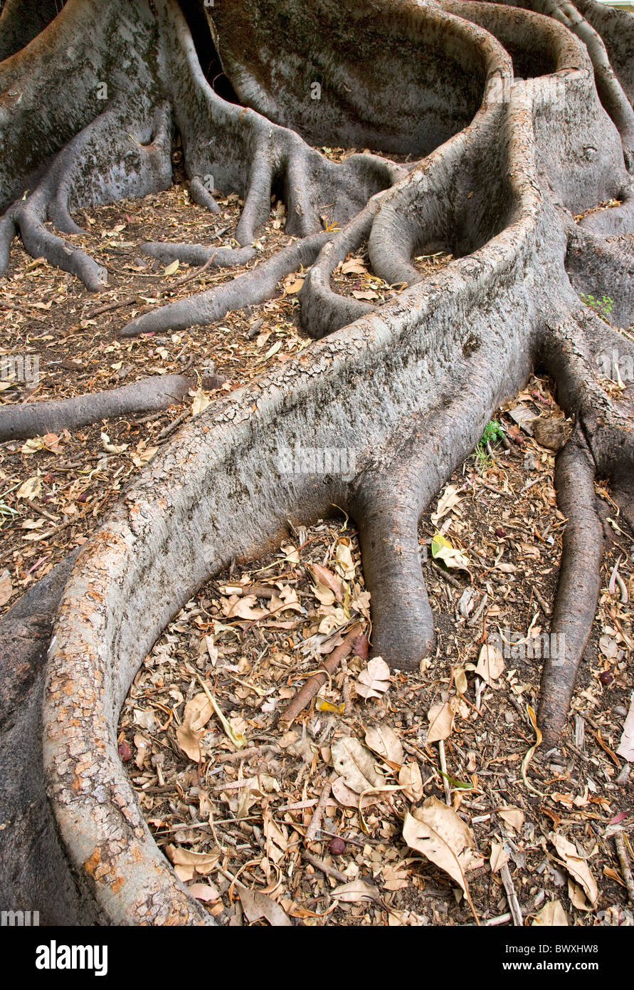 Grand contrefort racines de la baie de Moreton figuier Ficus macrophylla soutenir l'arbre immense et l'endiguement de l'eau de pluie s'échapper Banque D'Images