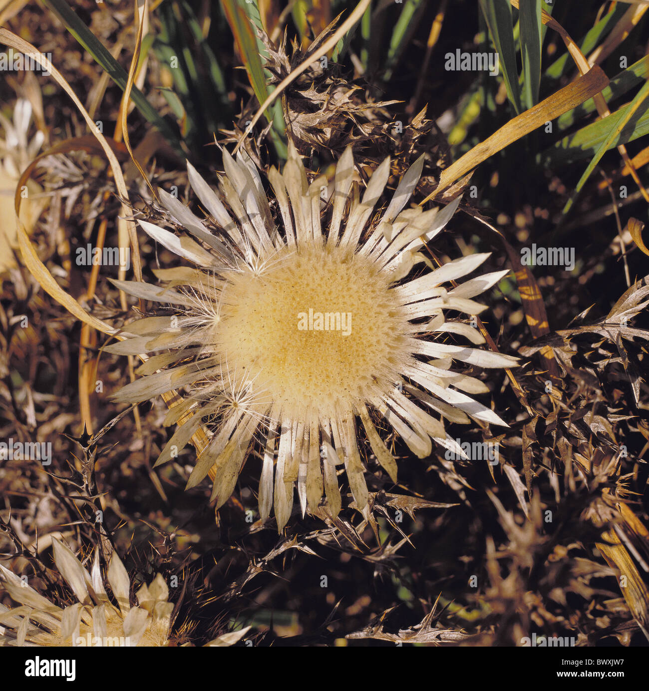 Sting silver usine usine stachlig chardon chardon Banque D'Images