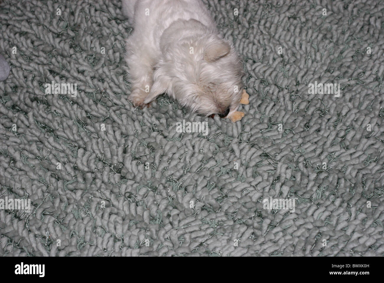 Westy, le chien, jouer, Westie Banque D'Images