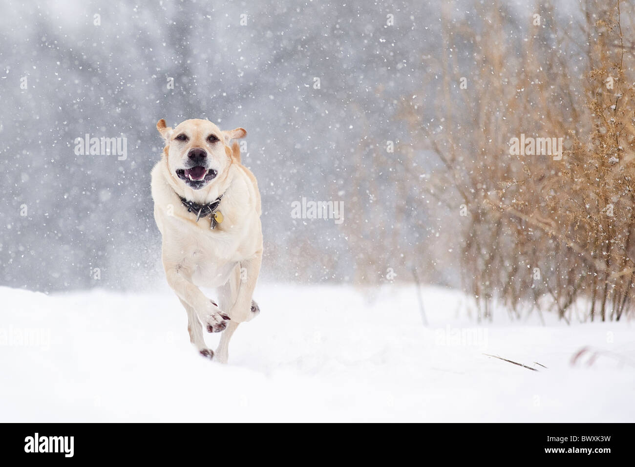 Yellow Labrador Retriever chien qui court dans la neige. Banque D'Images