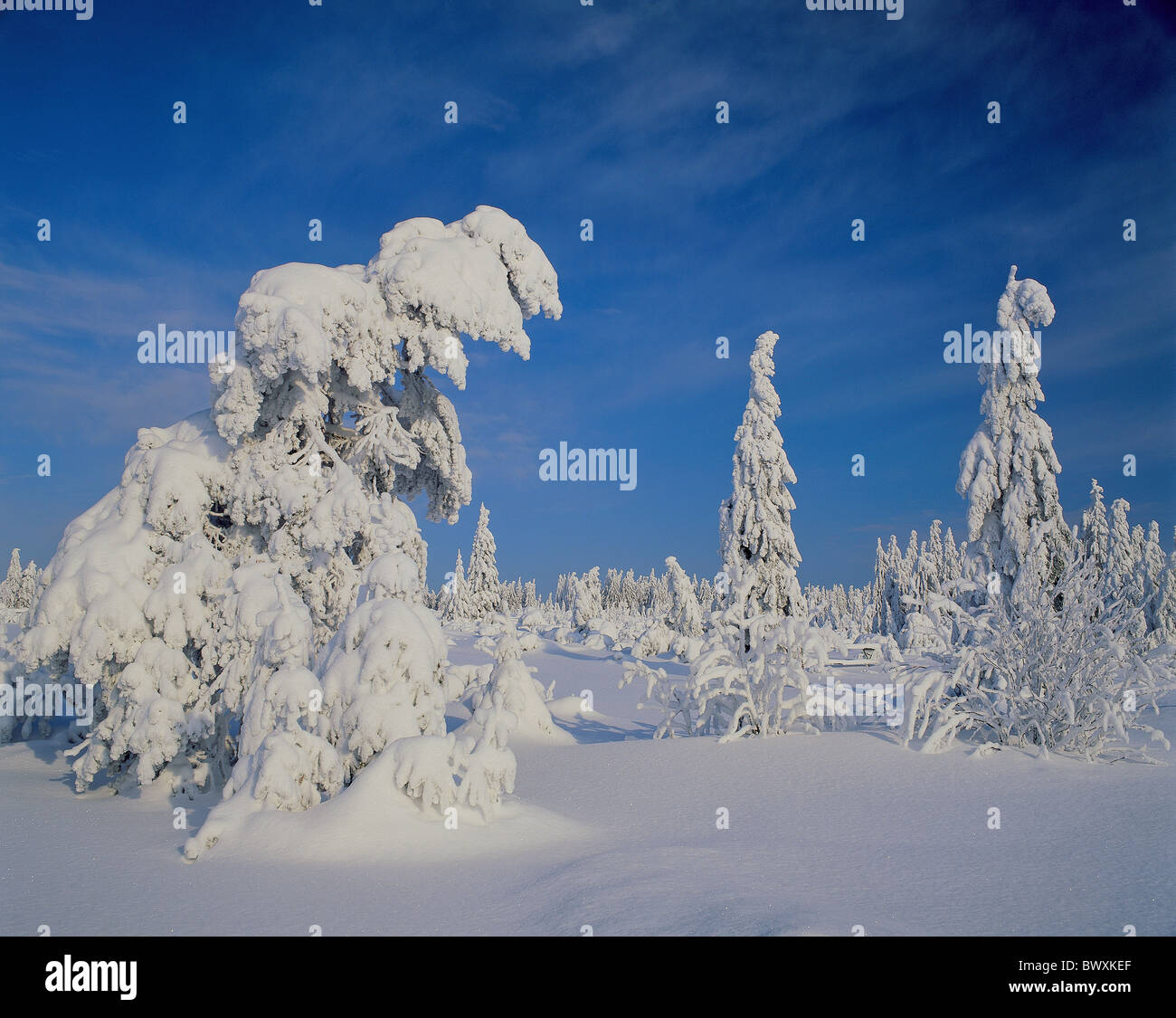 La lisière de la forêt de bois d'hiver des arbres forestiers domaine stoopedly sapin la neige recouvre Banque D'Images