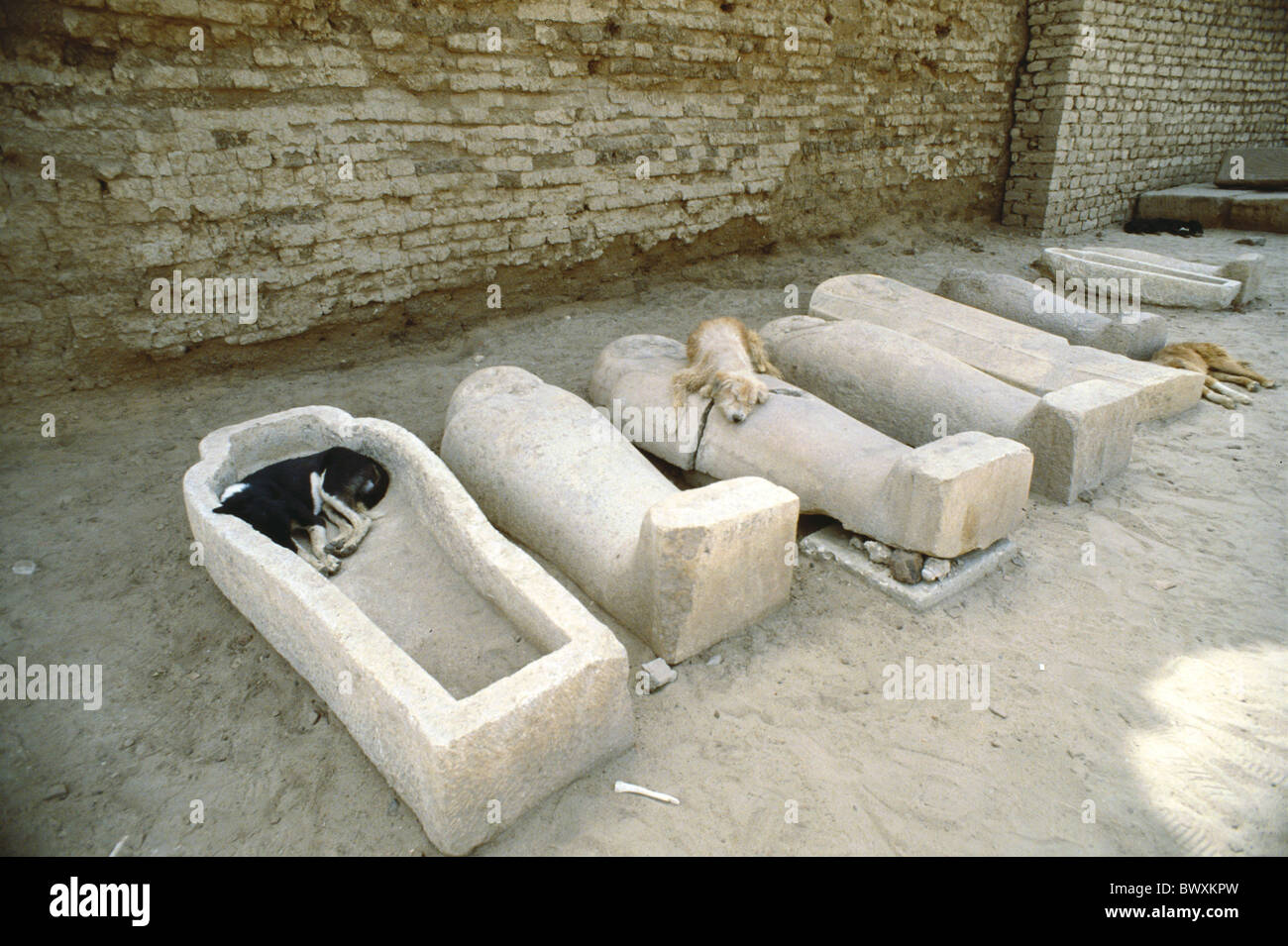 Avoir Images Egypte Afrique Du Nord Chiens Couchage Sarcophages Droles Humour dernière par