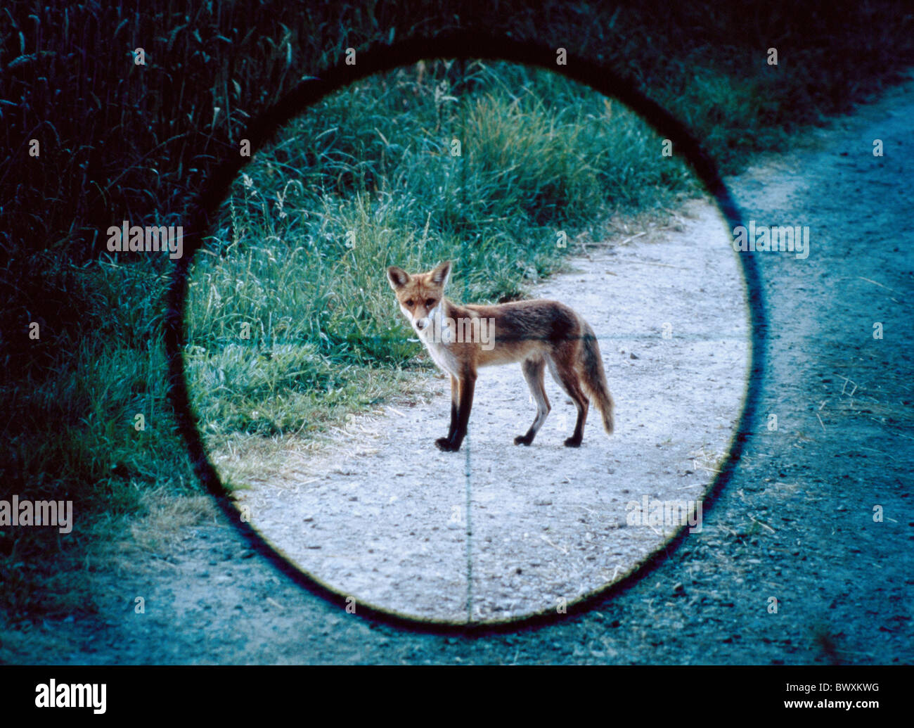 Red fox fox jeune animal bête country lane à croisillon côté télescope de recherche de l'effet de la vue Banque D'Images